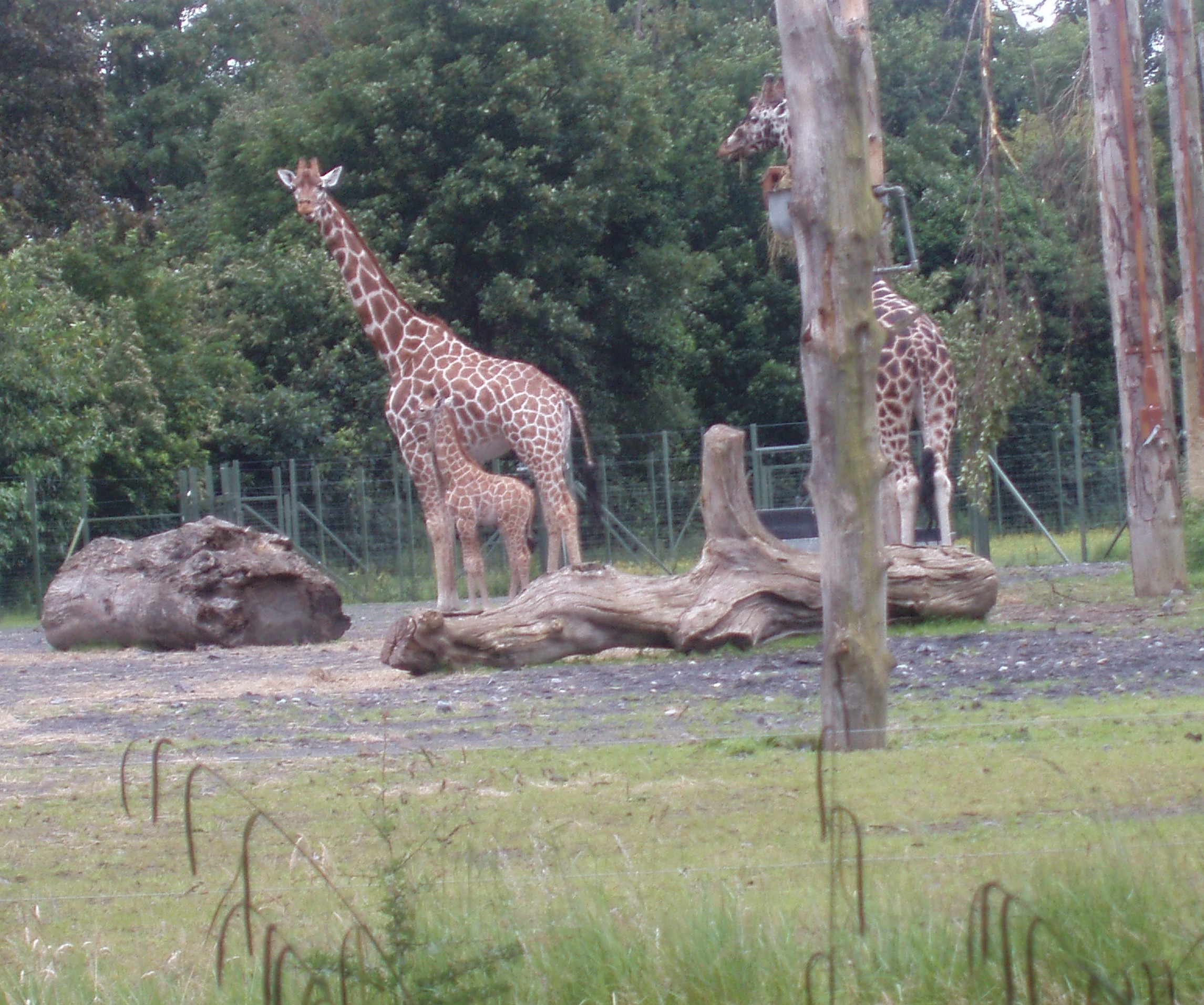 Dublin Zoo Day Out