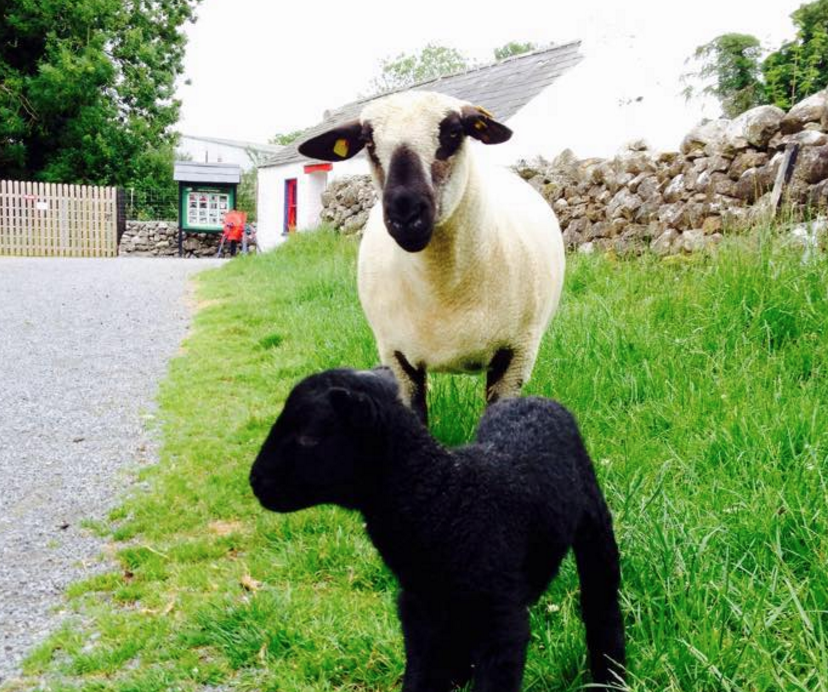 Things to do in County Roscommon, Ireland - Glendeer Pet Farm - YourDaysOut