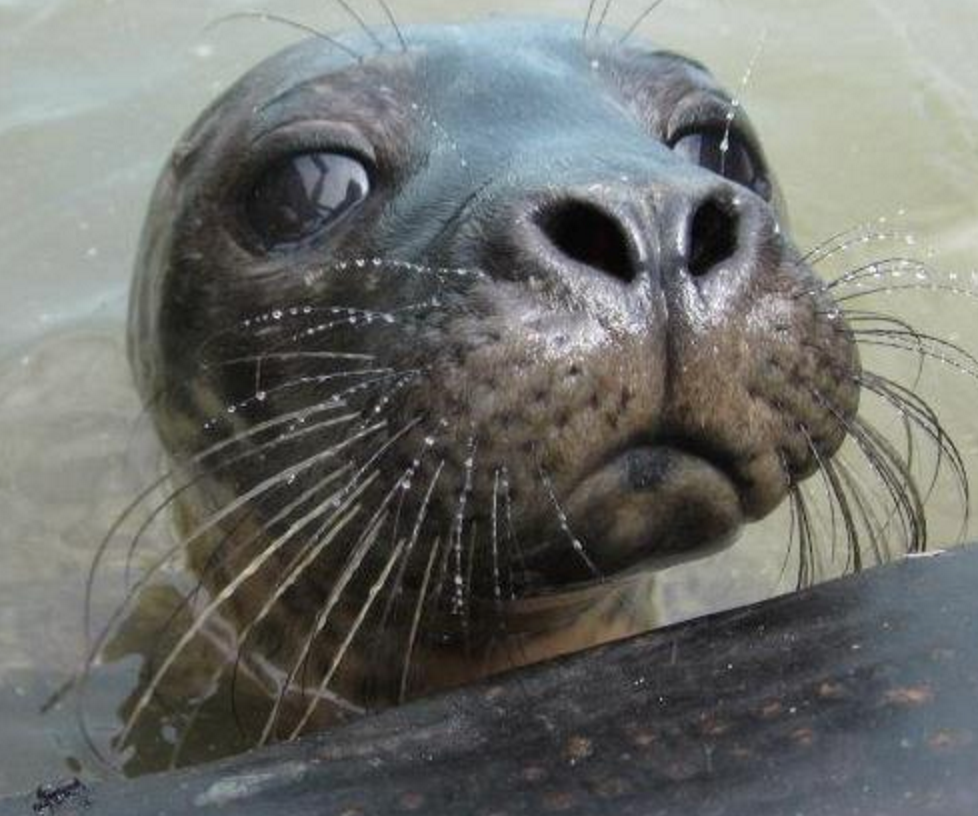 Things to do in County Wexford, Ireland - Seal Rescue Ireland - YourDaysOut - Photo 1