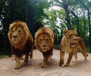 Things to do in England Warminster, United Kingdom - Longleat Safari and Adventure Park - YourDaysOut