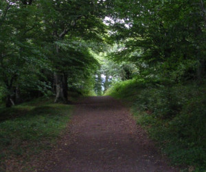 Things to do in County Wicklow, Ireland - Glen of Downs Forest Walk - YourDaysOut