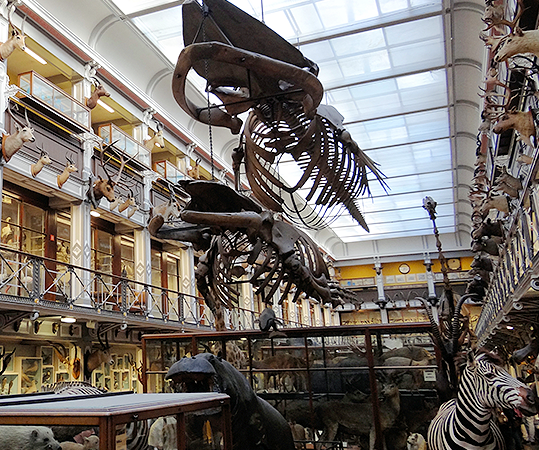 National Museum of Ireland | Natural History - YourDaysOut