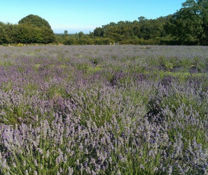 Things to do in County Wexford, Ireland - Wexford Lavender Farm - YourDaysOut