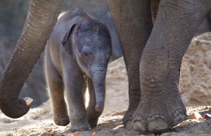 Things to do in ,  - Dublin Zoo delighted with arrival of  baby elephant - YourDaysOut