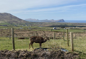 Things to do in County Kerry, Ireland - Wild Atlantic Wildlife Park - YourDaysOut