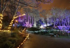 Things to do in County Waterford, Ireland - Enchanted Garden Winter Light Festival - YourDaysOut