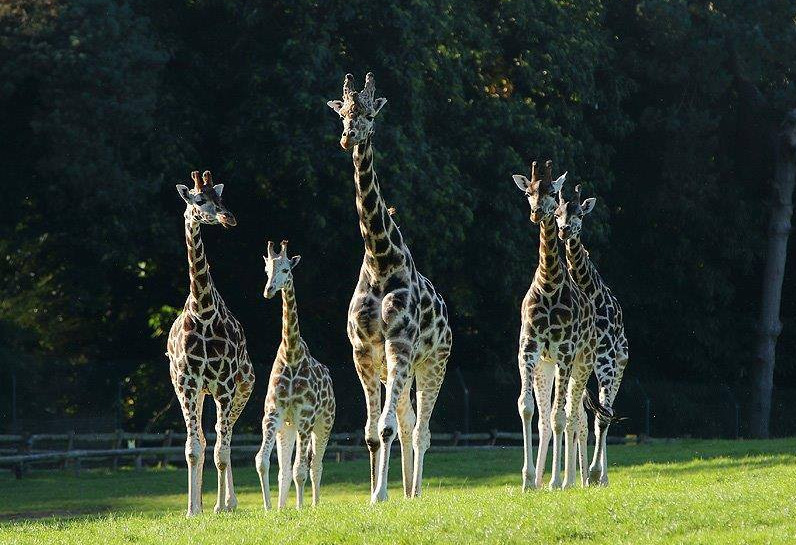 Things to do in County Cork Cobh, Ireland - Fota Wildlife Park - YourDaysOut