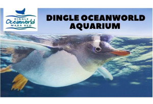 Things to do in County Kerry, Ireland - Dingle Oceanworld Aquarium - YourDaysOut