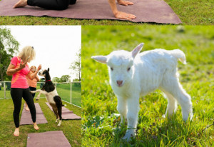 Things to do in County Wexford, Ireland - Afternoon Baby Goat Yoga with Jade Kinsella | Secret Valley Wildlife Park - YourDaysOut