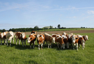 Newgrange Farm, in the shadow of the national monument, reopens this weekend. - YourDaysOut