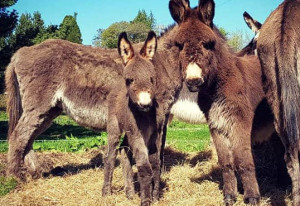 Things to do in County Wicklow Rathdrum, Ireland - Egg-Citing Donkey Easter Egg Hunt - YourDaysOut