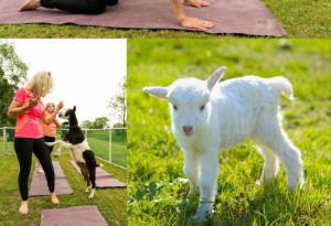 Secret Valley in Wexford offers a relaxing and light-hearted twist on traditional yoga with this outdoor baby goat session - YourDaysOut
