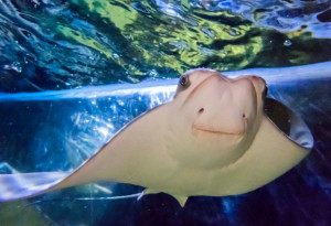 Things to do in ,  - Bray’s Popular Aquarium Makes A Return This Summer - YourDaysOut