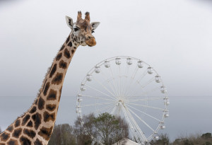 Things to do in ,  - Panoramic Wheel Extended for the Summer at Fota Wildlife Park - YourDaysOut