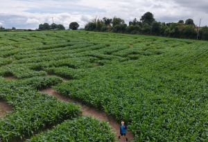 Things to do in County Laois, Ireland - Maize Maze - YourDaysOut
