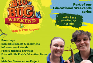 Things to do in County Cork, Ireland - BIG Bug Weekend - YourDaysOut