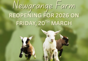 Visit Newgrange Farm during lambing season to meet newborn lambs and enjoy a spring day out on the farm. - YourDaysOut