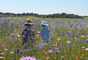 Meadow Mania at Newgrange Farm ends this weekend - YourDaysOut