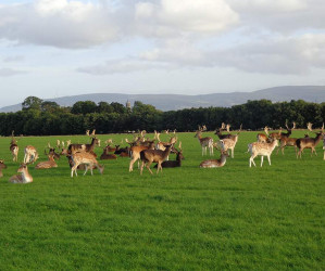 Things to do in County Dublin, Ireland - Phoenix Park - YourDaysOut