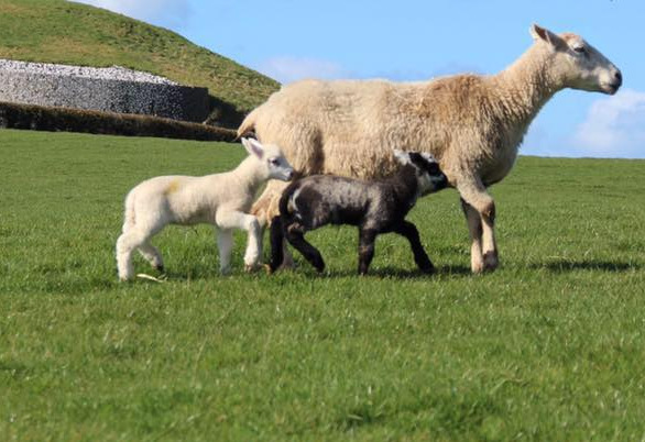 Things to do in County Meath, Ireland - Newgrange Farm  | General Admission | 2022 - YourDaysOut