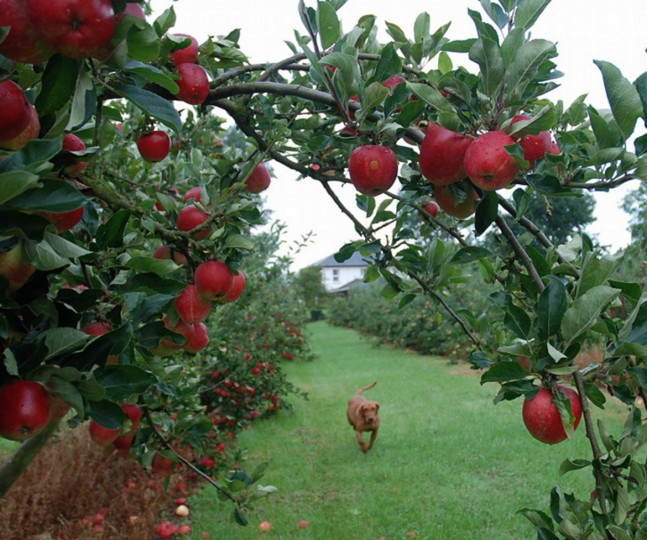 Things to do in County Carlow, Ireland - Gilbert's Orchard - YourDaysOut