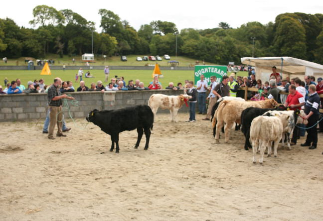 Things to do in County Galway, Ireland - Oughterard Show - YourDaysOut