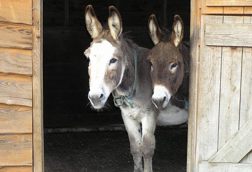 Things to do in County Wicklow, Ireland - Christmas Stables at Powerscourt - YourDaysOut