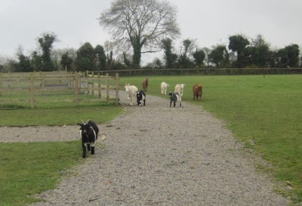 Things to do in County Kildare, Ireland - Karibu Pet Farm - YourDaysOut