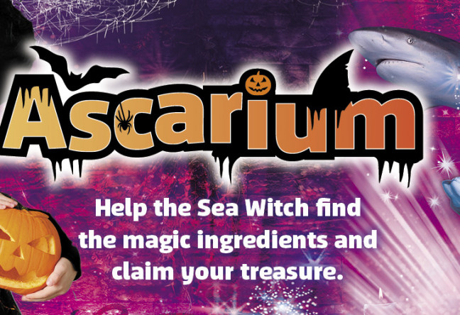 Things to do in County Wicklow, Ireland - Ascarium - YourDaysOut