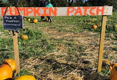 Things to do in County Laois, Ireland - Pumpkin Patch | Mollies Family Farm - YourDaysOut