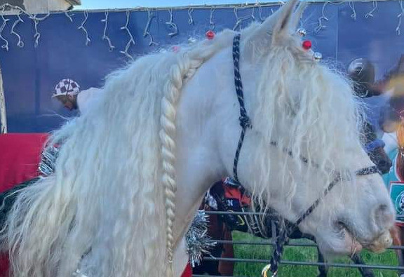 Things to do in County Wicklow, Ireland - Meet Curly the Unicorn & Carol Singing - YourDaysOut