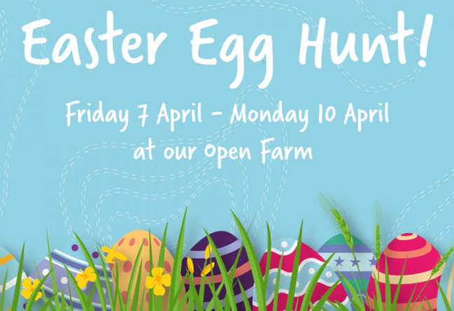 Things to do in County Cork, Ireland - Easter Egg Hunt @ the Donkey Sanctuary Ireland - YourDaysOut