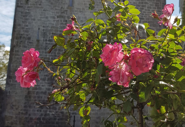 Things to do in County Galway, Ireland - Galway Garden Festival - YourDaysOut