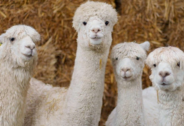 Things to do in County Dublin, Ireland - Alpaca Trekking - YourDaysOut