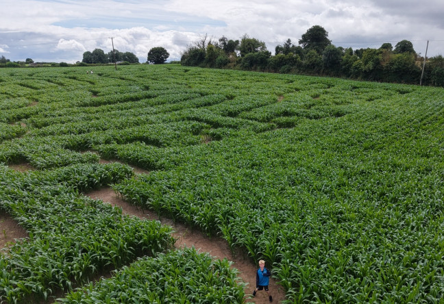 Things to do in County Laois, Ireland - Maize Maze - YourDaysOut