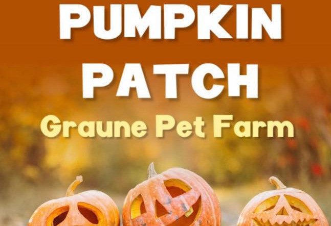 Things to do in County Mayo, Ireland - Pumpkin Patch - YourDaysOut