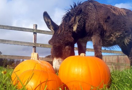 Things to do in County Wicklow Rathdrum, Ireland - Clissmann Pumpkin Patch - YourDaysOut