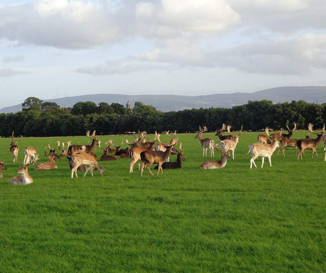 Things to do in County Dublin Dublin, Ireland - Phoenix Park - YourDaysOut