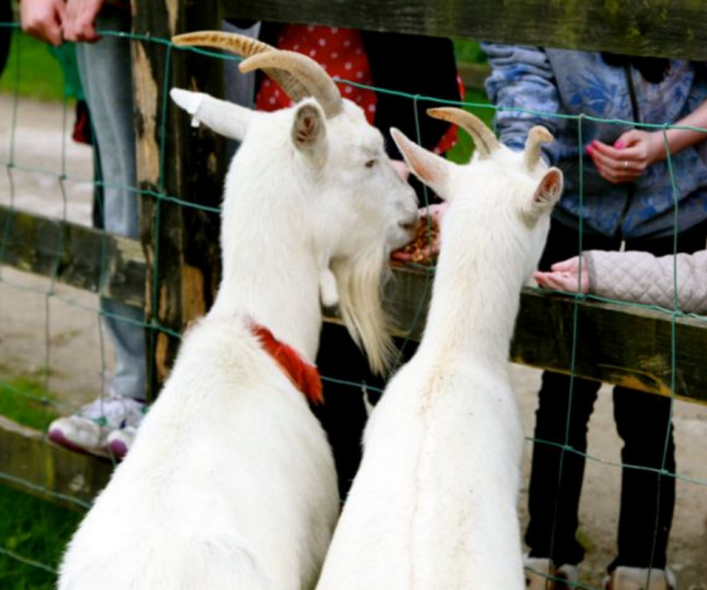 Things to do in County Galway, Ireland - Loughwell Farm Park - YourDaysOut