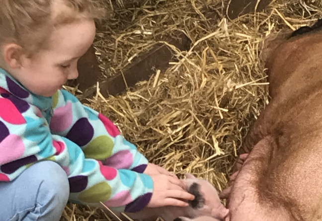 Things to do in County Tipperary, Ireland - Marlhill Open Farm - YourDaysOut