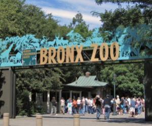 Things to do in New York, United States - Bronx Zoo - YourDaysOut